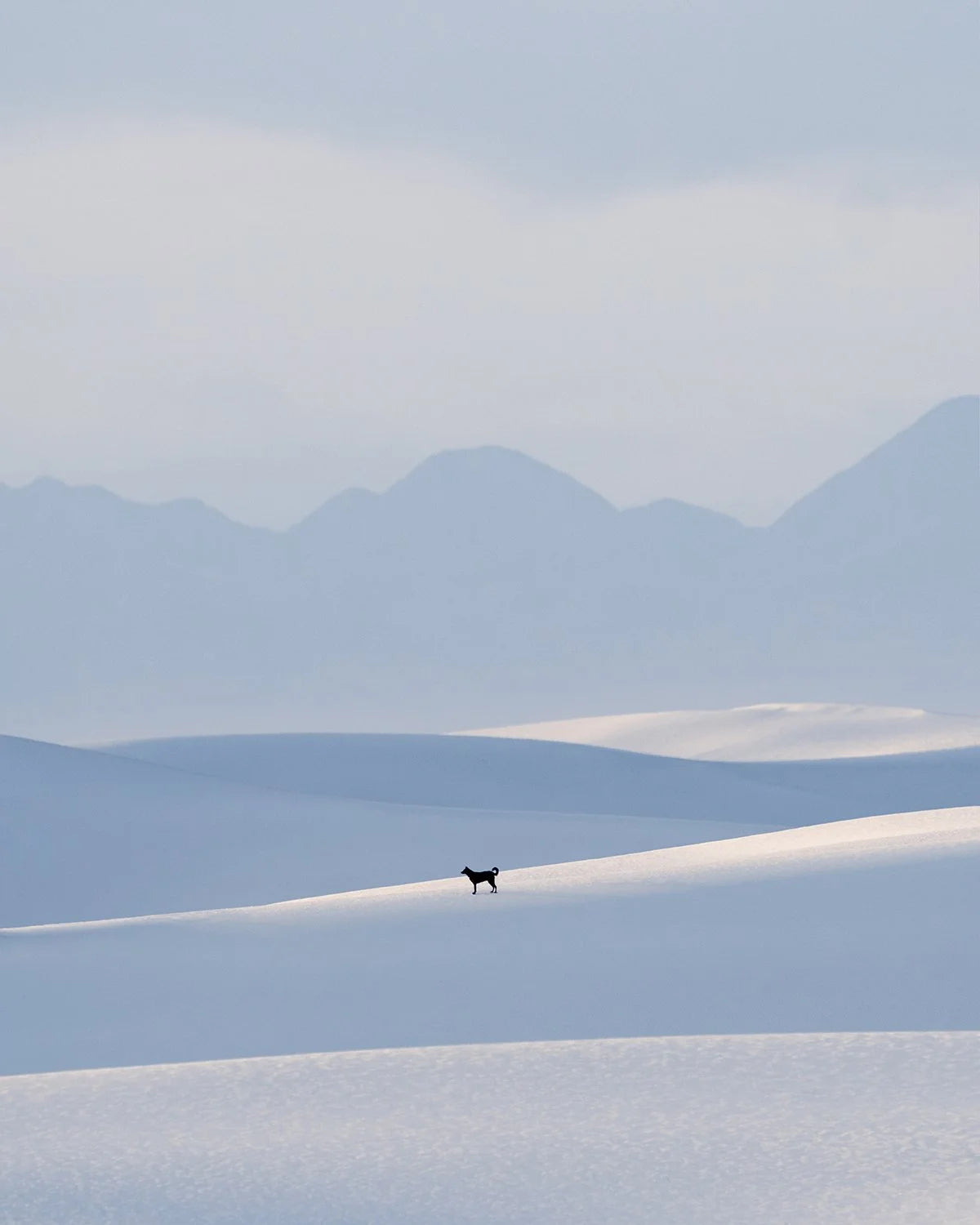 Lost in the dunes