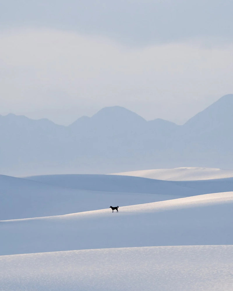 Lost in the dunes